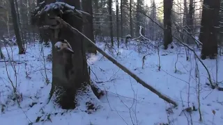 Михалыч охота капканами на куницу.