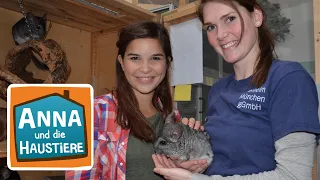 Chinchilla | Information für Kinder | Anna und die Haustiere