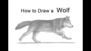 How to Draw a Wolf (Running)