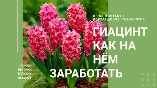 Гиацинты. Как на них заработать. Технология выгонки