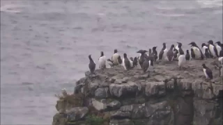 Jumplings! Common Guillemot chicks jump off the cliff