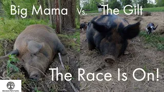 Farrowing Pigs on Pasture - Piglet Race To The Finish