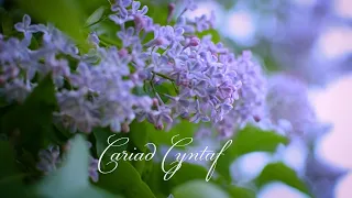 Cariad Cyntaf (Traditional Welsh song, arranged and performed by Acarielle)