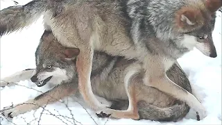 Wolf Sits on Her Sister's Head