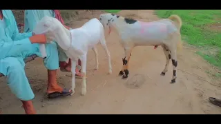 goat and boy first meeting|OMg animals video 2003|(official vlog vido)