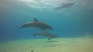 Diving with Dolphins, Bonaire 2024 (unedited)