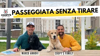 Come insegnare al cane a non tirare al guinzaglio | Tutorial con @AmDogTrainingMarcoAnnovi