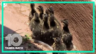 WATCH: Firefighters rescue nine little ducklings