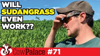 Trying a new kind of feed for the cows | Cow Palace - Ep71