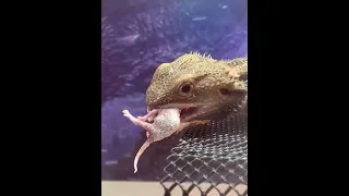 Bearded dragon eats live pinky mouse