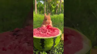 Rabbit and little duck eat watermelon, cute rabbit, cute little pastoral pet