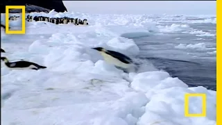Penguin vs. Leopard Seal | National Geographic
