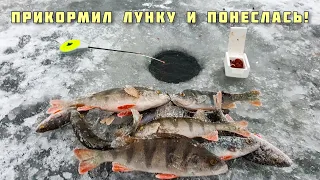ЛОВЛЯ ОКУНЯ ЗИМОЙ НА МОРМЫШКУ С МОТЫЛЁМ - ПРАВИЛЬНЫЙ ПРИКОРМ + ПРОВОДКА рыбалка в декабре 2020