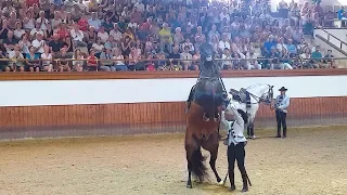 Jerez Spain Horse Show