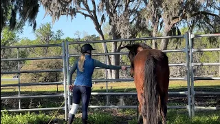 Catching a Wild Horse | Geronimo Day 2