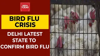 Delhi Becomes 9th State To Confirm Avian Influenza | Bird Flu Cases | Breaking News