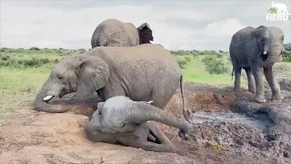 Muddy Wallow Fun with the Elephants on a Beautiful Afternoon 🐘