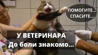 Кот на Приеме у Ветеринара. У Кота Стресс.