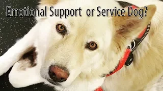 ESA vs Service Dog vs Therapy Dog