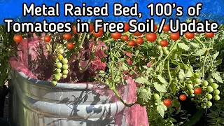 Cheap Metal Raised Bed Grows TONS of Tomatoes, Not Birdies Vego No Fertilizer or Potting Soil Needed