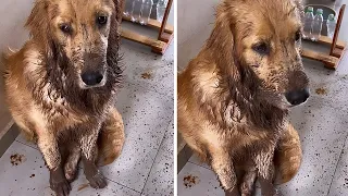 Dirty pup makes enormous mess with muddy paws #shorts