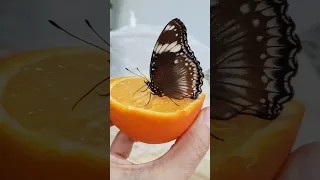 Как часто нужно кормить бабочку