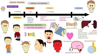 EPSTEIN BARR VIRUS , mononucleosis infecciosa