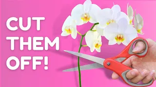 Do This For The LONGEST Orchid Blooms!