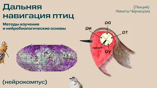 Дальняя навигация птиц: методы изучения и нейробиологические основы