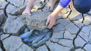 Unique Fishing | Catching Catfish In Dry Season| Find  Many Catfish in Secret Hole Dry