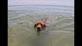 Look Who's Swimming!