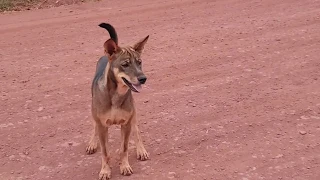 Rural Dogs Villages - Street Dogs Meeting Have Funny On Field!