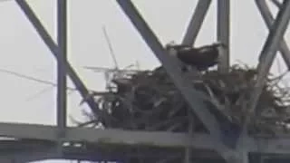 Ospreys - Danvers Transmission tower