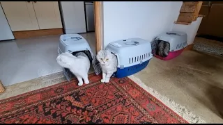 Три Кошки опять переехали в новый дом / Рум тур дома для кошек