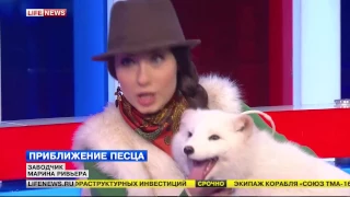 Марина Ривьера на Life News "Приближение песца"