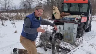 Greg gives extreme detail with sheep winter strip grazing procedure.