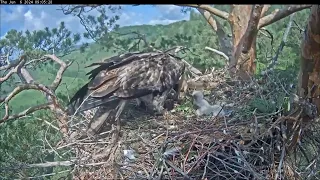 Гнездо солнечных орлов Алтына и Новы/Eastern imperial eagles Altyn&Nova  06.06.2024 08:58