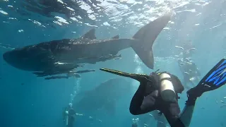 Six Whale Sharks Off the Derewan Islands