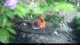 Bird Bath, May 19, 2023 (4/4)