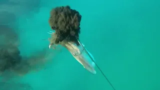 spearfishing israel / подводная охота в Израиле