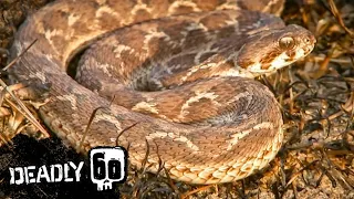 Deadly Viper Strikes Steve! | Deadly 60 | BBC Earth Kids