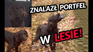 Jak prawidłowo prowadzić psa w lesie?