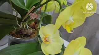 Орхидеи, которые жили год без меня.