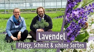 Lavendel: Sorten, Pflegen und Schneiden | MDR Garten