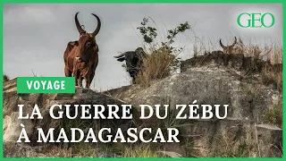 A Madagascar, sur les sentiers de la guerre du zébu