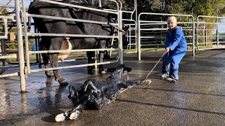 Calving a cow with calving problems
