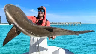 $20,000 Fish Going Extinct...Catch Clean & Cook Cobia