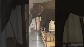 Viral video of an elephant 🐘🇱🇰inside a hotel room in Sri Lanka.