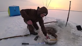 Налим. Бонус на перемёт.