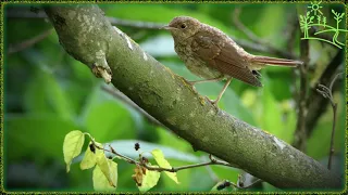 Голоса птиц Как поёт Соловей южный (Luscinia megarhynchos)